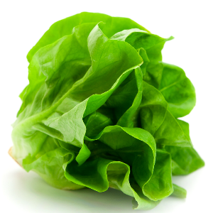 lettuce lettuce