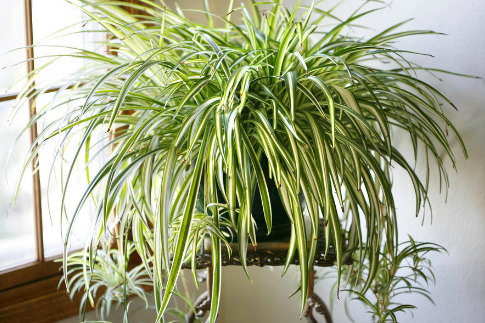 Be an Indoor Gardener with these 4 Houseplants - Brown Mamas